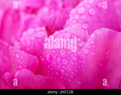 Rosa Pfingstrose Blütenblätter mit Wasser Tropfen, Makro Stockfoto