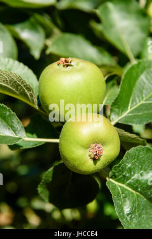 Bramley Äpfel wachsen auf Apfelbäume in einem Obstgarten in der Grafschaft Armagh. Stockfoto