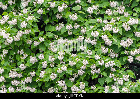 Blüten von Catalpa Bignonioides. Trivialnamen sind südliche Catalpa, Zigarre Baum und indischen Bean tree Stockfoto