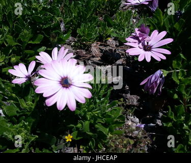 Hell-lila und weißen Petaled Blumen Stockfoto