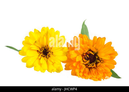 Orange und gelb gefärbten Calendula Blumen, Isolated on White. Stockfoto