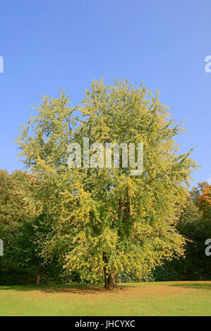 Cutleaf Silver Maple im Herbst, North Rhine-Westphalia, Deutschland / (Acer Saccharinum var. Laciniatum) | Geschlitzter Silber-Ahorn Im Herbst Stockfoto