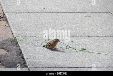 Passer domesticus, allgemein bekannt als Haussperling, ist ein kleiner Vogel aus Eurasien, der aber weltweit verbreitet ist. Sie kommt häufig in städtischen Gebieten vor und ist eine bekannte Art sowohl in ländlichen als auch in städtischen Umgebungen. Stockfoto