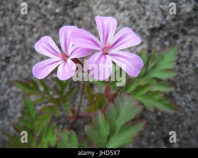 20150507Geranium robertianum Stockfoto