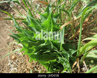 20150509Eryngium campestre4 Stockfoto