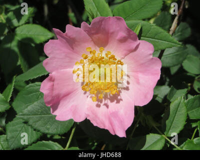 Dieses Bild zeigt eine Nahaufnahme der *Rosa canina*, allgemein bekannt als die Hunderose, eine Art wilder Rose, die in Europa und Teilen Asiens beheimatet ist und für ihre medizinischen Eigenschaften und rosa Blüten bekannt ist. Stockfoto