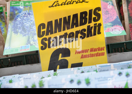 AMSTERDAM, Niederlande - 3. Juni 2017: Cannabis-Samen zum Verkauf auf einem Markt in Amsterdam Stockfoto