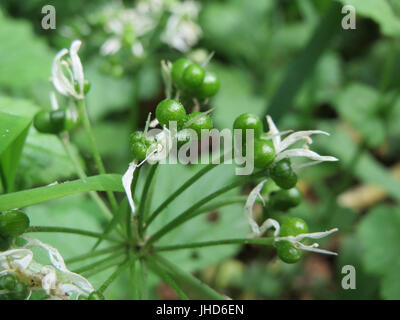 *Allium ursinum*, allgemein bekannt als Wildknoblauch oder Bärlein, ist eine Art blühender Pflanze, die in gemäßigten Regionen Europas und Asiens vorkommt. Diese Pflanze ist bekannt für ihren starken Knoblauchduft und wird häufig in kulinarischen und medizinischen Praktiken verwendet. Stockfoto