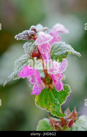 Gefleckte Toten Brennnessel abgedeckt mit Raureif, North Rhine-Westphalia, Deutschland / (Lamium Maculatum) / Spotted Taubnessel Stockfoto