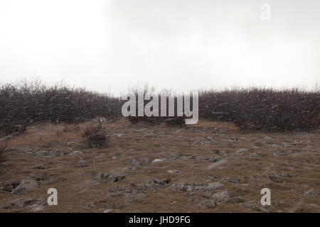 Ein Schneesturm in der Tundra von Manitoba, Kanada. Der Schneefall ist plötzliche und schwere. Stockfoto