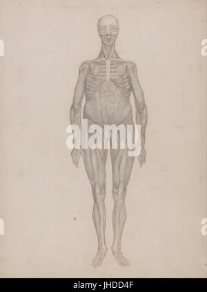 George Stubbs - eine vergleichende anatomische Darstellung der Struktur des menschlichen Körpers mit dem ein Tiger und ein Co... - Stockfoto