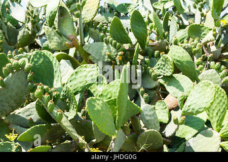 Anordnung der Feigen Kaktus in der Sonne Kretas Stockfoto