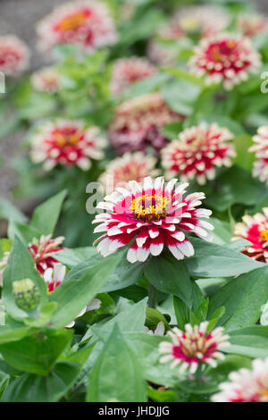 Zinnie Hybrida. Zinnia Elegans "Swizzle Cherry und Elfenbein" Blumen. Swizzle Serie Stockfoto