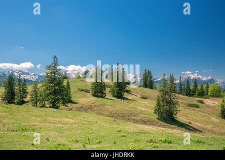 Heimmoseralm, Hinterwildalpen, Wildalpen, Alpen, Steiermark, Österreich Stockfoto