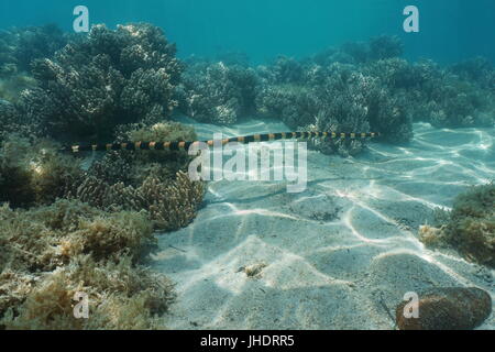 Seeschlange Unterwasser, gebändert Meer Krait, Laticauda Colubrina, Süd-Pazifik, Neukaledonien, Ozeanien Stockfoto