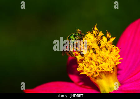 Kleine grüne Orchideenbiene auf einer Blume Stockfoto