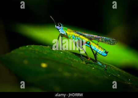 Bunter Grashüpfer in der Regen Wald von Panama Stockfoto