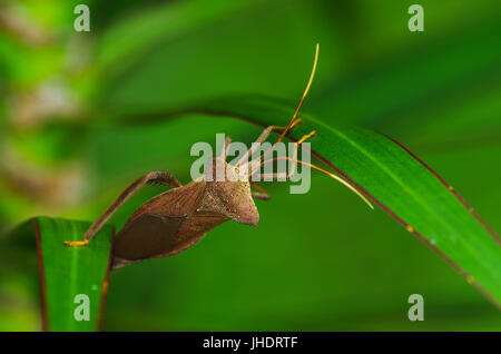 Blatt-Bug mit Horn Schultern aus Regenwald Panamas Stockfoto