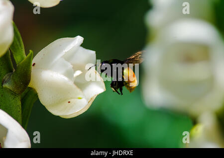 Hummel, nähert sich eine weiße Blume des Heiligen Geistes Orchidee (Peristeria Elata Orchidaceae) oder Flor del Espiritu Santo auf Spanisch Stockfoto