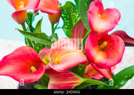 Rote Calla Lilien Blumen auf einem Blumentopf. Stockfoto