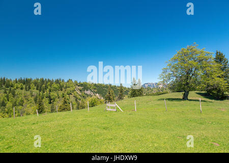 Heimmoseralm, Hinterwildalpen, Wildalpen, Alpen, Steiermark, Österreich Stockfoto