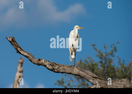 Sambia, South Luangwa Nationalpark. Silberreiher (WILD: Ardea Alba), auch bekannt als gemeinsame Silberreiher, große Silberreiher, Silberreiher oder großer weißer Reiher. Stockfoto