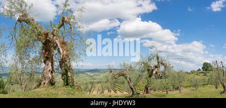 Alte Olivenbäume und Weinreben unter blauem Himmel mit einigen geschwollenen Wolken Panorama in einer Landschaft in der Toskana, Italien. Stockfoto