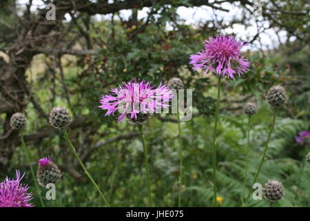 Flockenblume auf natürlichen Hintergrund, Centaurea, lila Blüten, Centaurea Nigra, Stockfoto