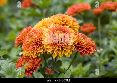 Orange Chrysanthemen im Garten. Stockfoto