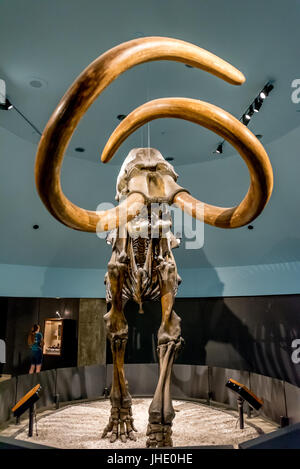 Versteinerte Skelett von kolumbianischem Mammut Ausstellung bei La Brea Tar Pits Museum in Los Angeles, Kalifornien, von Pleistozän, mit großen Stoßzähnen. Stockfoto