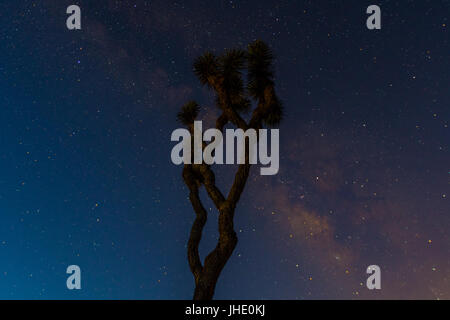A Joshua Tree Stands Tall With the Milky Way Behind on a clear desert night Stockfoto