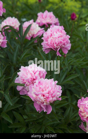 Gemeinsamer Garten Pfingstrose PEONIA LACTIFLORA 2017 Stockfoto