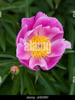 Gemeinsamer Garten Pfingstrose PEONIA LACTIFLORA 2017 Stockfoto