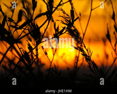 Goldener Sonnenuntergang hinter Silhouette Weizen Stockfoto