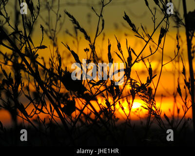 Goldener Sonnenuntergang hinter Silhouette Weizen Stockfoto