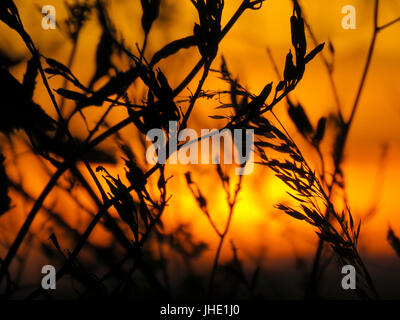 Goldener Sonnenuntergang hinter Silhouette Weizen Stockfoto