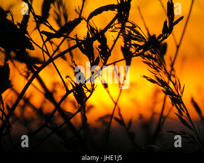Goldener Sonnenuntergang hinter Silhouette Weizen Stockfoto