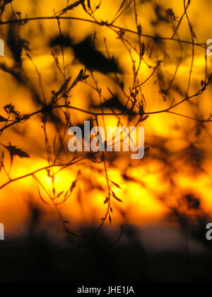 Goldener Sonnenuntergang hinter Silhouette Weizen Stockfoto