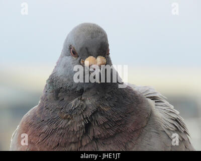 Nahaufnahme von Pidgeon Kopf, Schnabel und Augen Stockfoto