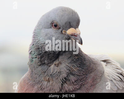 Nahaufnahme von Pidgeon Kopf, Schnabel und Augen Stockfoto