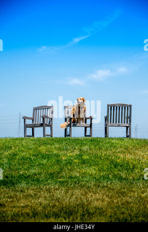 Ein golden Retriever Hund sitzt auf Stühlen vor einem blauen Himmel. Stockfoto