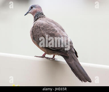 Gefleckte Taube stehend auf Geländer Stockfoto