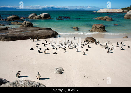 Afrikanischer Penguin, Spheniscus Demersus, Boulders Beach, Simons Town, Kapstadt, Western Cape, Südafrika Stockfoto