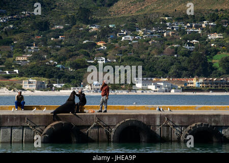 Leute spielen mit einem Seebär in der Hout Bay Harbour, Hout Bay, Kapstadt, Südafrika Stockfoto