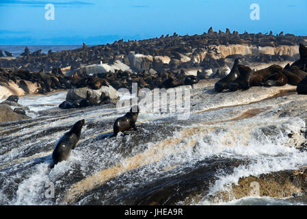 Kolonie von Robben auf Duiker Island, Hout Bay, Kapstadt, Südafrika Stockfoto