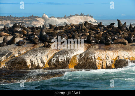 Kolonie von Robben auf Duiker Island, Hout Bay, Kapstadt, Südafrika Stockfoto