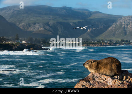 Schliefer Rock oder Rock Dachs (Procavia Capensis) in Hermanus und Walker Bay, Western Cape, Südafrika Stockfoto