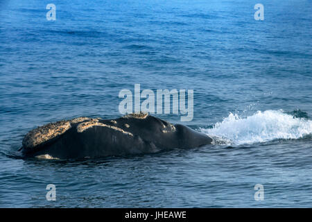 Whale watching Bootstouren in Hermanus, Western Cape, Südafrika Stockfoto