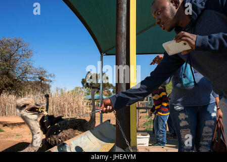 Safari Ostrich show Farm Oudtshoorn, Little Karoo, Südafrika, Afrika Stockfoto