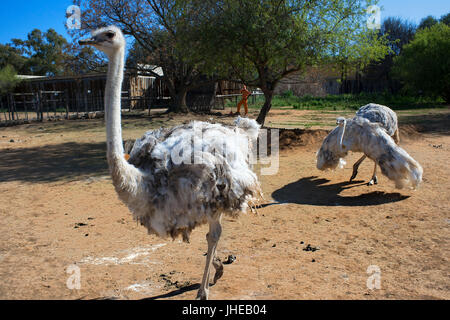 Safari Ostrich show Farm Oudtshoorn, Little Karoo, Südafrika, Afrika Stockfoto